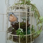 鳥かごの多肉植物