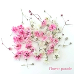 かすみ草(ドライフラワー)ピンクmix＋つぼみ少々