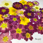 ♡new♡作家様必見♡ 人気のジュリアンがいっぱい♡ 押し花セット