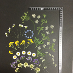 押し花  花便り NO.951