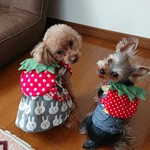 【再販】いちごのリュック🍓