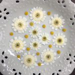 マトリカリア八重(押し花)