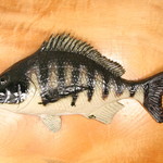 チヌ/クロダイ（30cm型）・陶芸作品　壁飾り（陶 さかな）