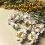  花かんざしとミモザアカシア