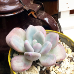 むっちり分厚いです❤️多肉植物❤️抜き苗
