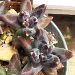 カッコイイ系❤️ごつごつ❤️多肉植物❤️抜き苗