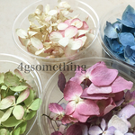【SALE❗️】 2017年度産❤️自家製ドライフラワー   天然色 紫陽花 あじさい 7.5cmカップ 全4色
