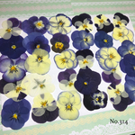 ♡new♡送料無料 ☆ビオラ☆ 押し花30枚セット
