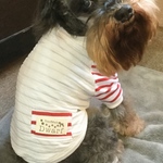 【犬服】ラグランボーダーTシャツ☆（レッド×ブラック）