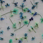 ちっちゃいカラフル１輪　100輪アソート（ブルー系）。。。押花素材