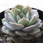 多肉植物　”グロリア”
