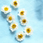 【限定】花かんざしの花のドライフラワー