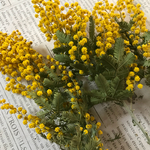 ⚛️【SALE】ミモザ（60サイズ1箱）