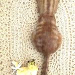 猫フック*茶トラ