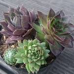 【送料込】センペル寄せ植え①★センペルビウム★多肉★多肉植物★