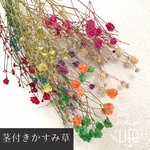 茎付き　かすみ草　ドライフラワー　スワッグ　インテリア雑貨　ハーバリウム　花束