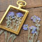 押し花【わすれな草（茎付）20個入】自然ブルー