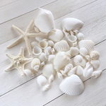 WHITE SHELL