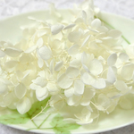 アナベル紫陽花　あじさい　アジサイ　プリザーブド　ホワイト〜アイボリー