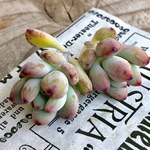 多肉植物カット苗🌵コミックトム2個🙌