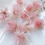 【SALE】シェア花材☆ミニシルバーデージー・エンジェルピンク＜B品ヘッドのみ＞