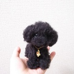 トイプードル　おすわり 四ツ葉