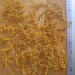 ドライフラワー ミモザ ヘッド レジン キャンドル ハーバリウム アレンジ 材料