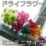 ミニミニドライフラワー♥スターフラワー含６色120本越
