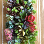豪華品種沢山♡カット苗、 多肉カット苗セット、多肉寄せ植え、カット苗アソート