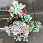 多肉植物 寄せ植え   リメイク缶 ♪