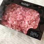 ❀ソフトピラミッドアジサイ ベビーピンク❀