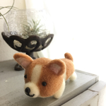 赤ちゃんコーギー♬