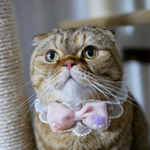 ［リボン］🎀 首飾り