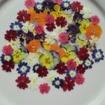 再販🌼お買い得🌼押し花素材。選べる40枚🏵️