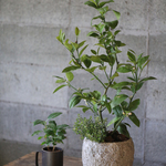 【実付き】レモンの木とタイムの寄せ植え