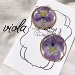 viola:むらさき