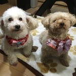 犬・猫27～30　cocoちゃんフリルチョーカー　セーフティバックル採用　花・姫・リボン・山波