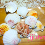 再再販！人気のピクテンローズ