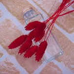 ファラリス(ポアプランツ）レッド　8本