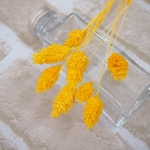 ファラリス(ポアプランツ）ライトイエロー　8本