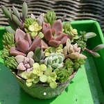  多肉植物 寄せ植え ③    ポットごと