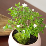 八重ハクチョウゲの盆栽【陶芸家作盆栽鉢】