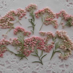  ★　ライスフラワー　押し花素材　★