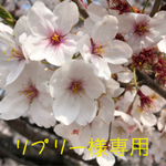 専用ページ