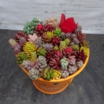 多肉植物☆カラフルチマチマ寄せ植え☆オレンジポップブリキ