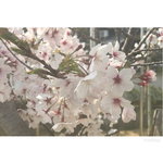 hime2325さま専用です。