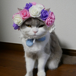 バラ畑