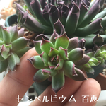 センペルビウム 百恵 カット苗