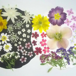 【ワンコイン】押し花カラフルセット      花詩