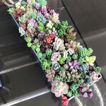 多肉植物 寄せ植え ブリキ缶① 15×5×3cm モリモリ